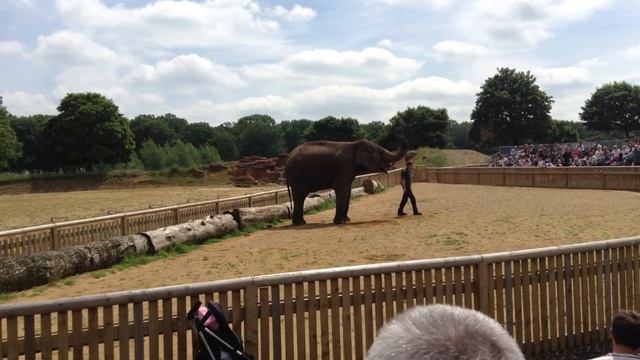 Woburn safari park . 29 . 6 . 2013