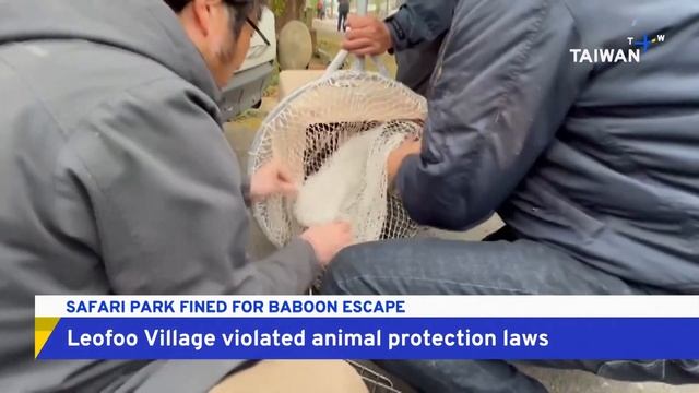 Safari Park Fined for Baboon Escape | TaiwanPlus News