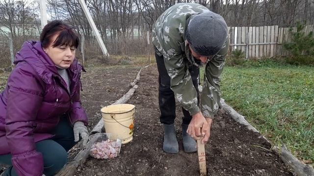 ПОСАДКА ОЗИМОГО ЧЕСНОКА КРУПНЫЙ СОРТ.МОЙ СПОСОБ