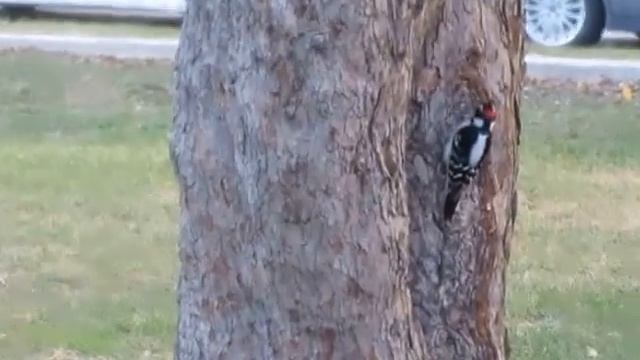 Woodpecker, Winter, Lincoln Park, Chicago