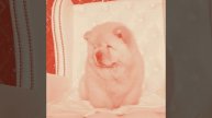 Bossa Nova Piano Duo Soundtrack for Brave Doggy