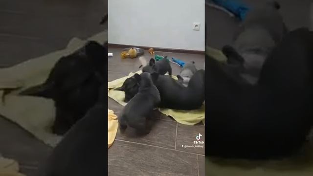 Французский бульдог щенки голубые.