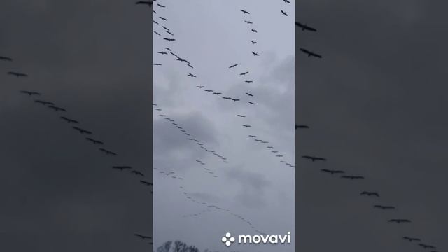 перелет аистов