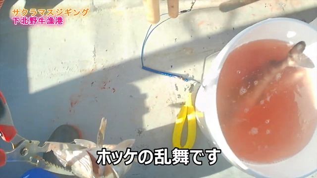 【満開乱舞⁉】下北サクラマスジギングのシーズンスタート！野牛漁港　かつら丸