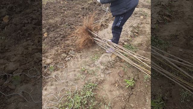 Выкопка и увязка саженцев в пучки