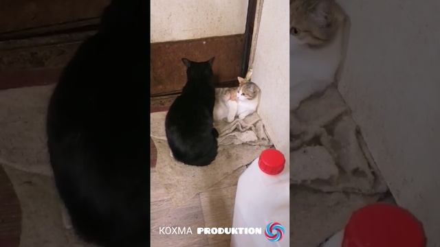 Брат и сестренка.mp4