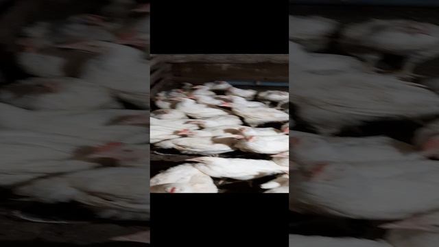 бройлер подрастает