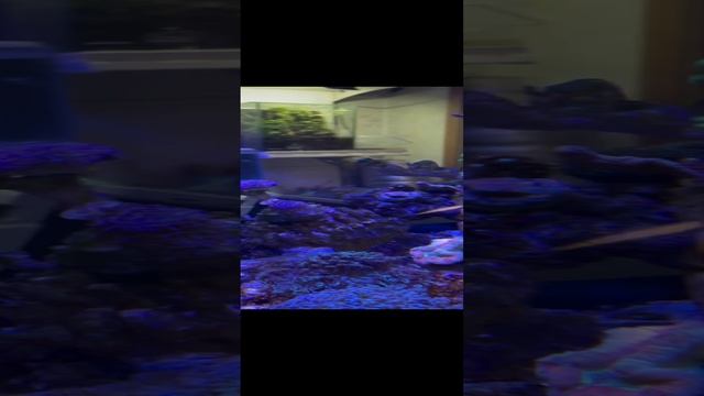 Ручной японский хирург в морском аквариуме