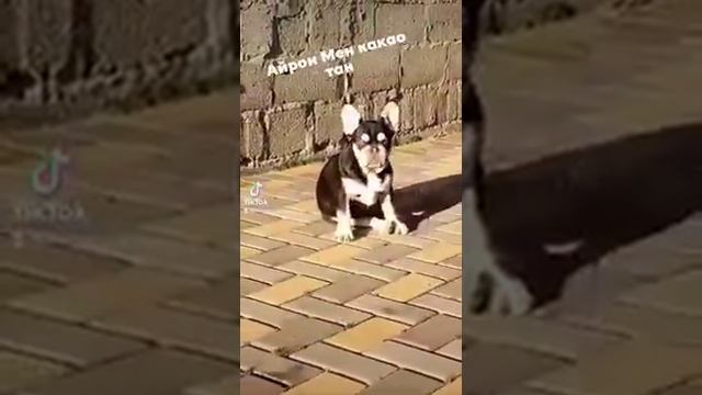 Французский бульдог мальчик какао тан 4 месяца. Свободен.#doglovers #щенок #dogs #dogoftheday