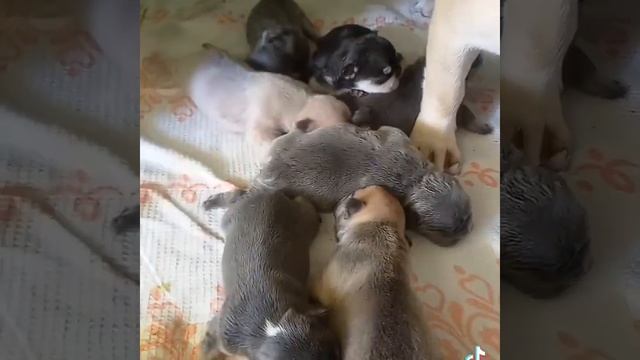Варенька с детками.