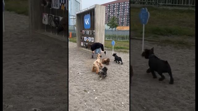 Удивительные животные квадроберы.