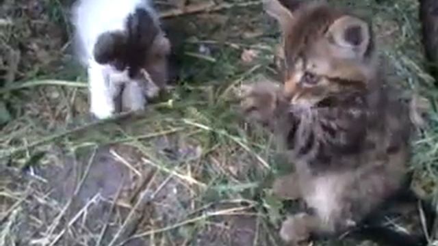 КОТЯТА  Пушок и Тигрик играют на улице,ДЕРУТСЯ,пытаются схватить травинку.