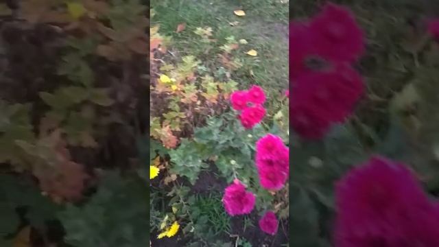 Осенний влог/ шашлык/ прогулка по саду