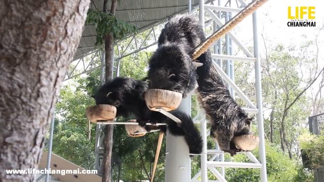 Chiang Mai Night Safari Opens Night Predators Show