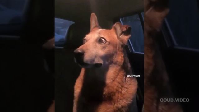 Собака в шоке