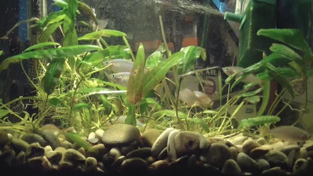 Лечение аквариумных рыб от налёта (белого, сизого).