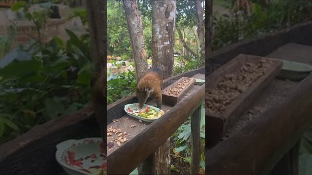 Венесуэла. Venezuela. 委内瑞拉。