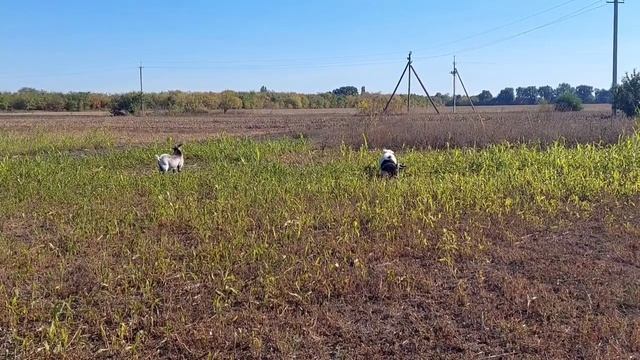 Какой ВЫХОД ТВОРОГА из КАМЕРУНСКОГО МОЛОКА. Снова сажаю 🌸  и выкапываю 🏵 😀