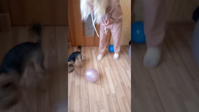 #собака #puppy лопнуша шарик #yorkie #cat #cute #animals #pets #love #животные #животные #doglife