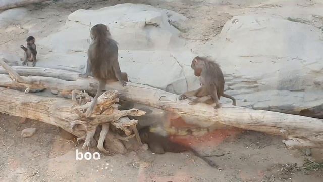 Dubai Safari Park | A complete tour | Super worth it