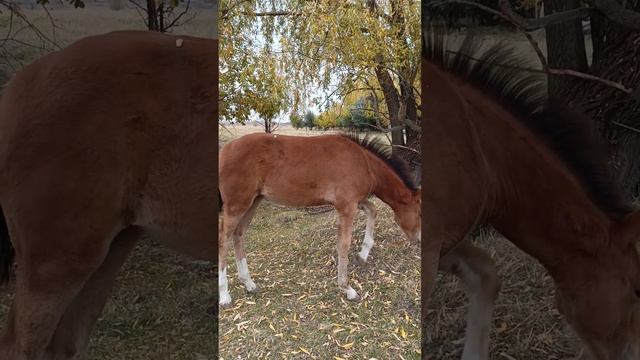 🐴 Забавные приключения жеребенка Марии: прекрасные моменты! 🌼4