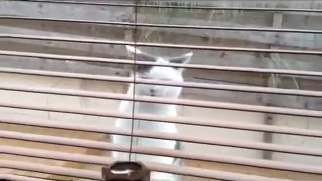 Squeak outside my office window