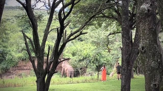 Visit of the whole herd at the Elephant Safari Lodge