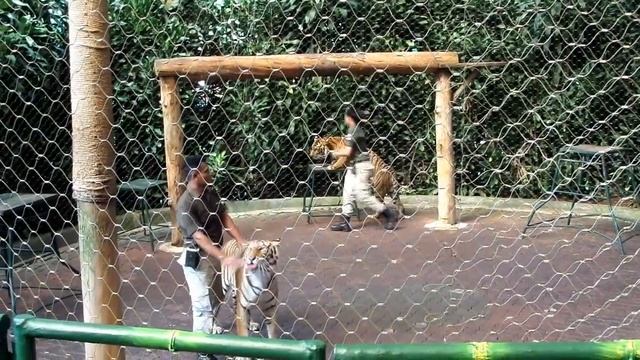 Tiger Harimau Show Taman Safari Indonesia 2022 | Tiger Attack Atraction!! Singa dan Bengala Muncul!