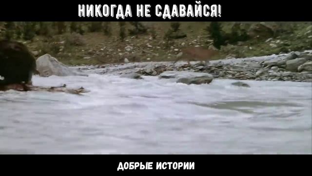 Никогда не сдавайся!