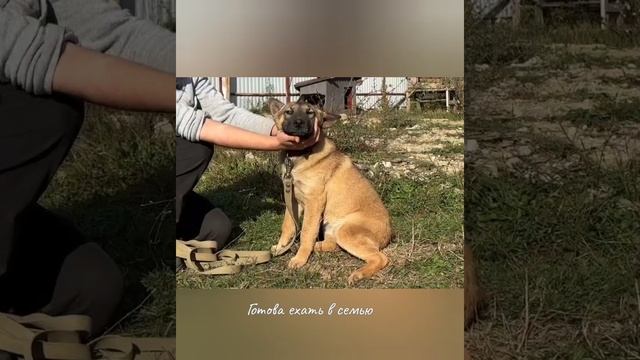Кайла ищет дом