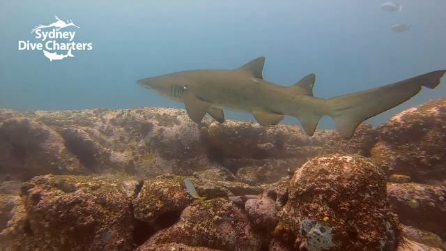 Grey Nurse shark parasite diving Sydney scuba diving Apartments best dive site