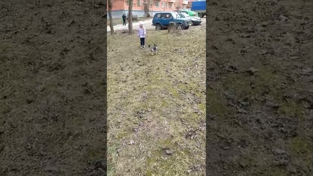 йорк на прогулке (подписывайся)