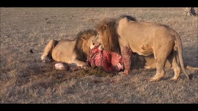 Safari Adventures LION BROTHERS ENJOY WILDEBEAST STEAK...
