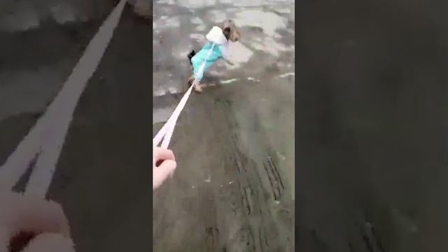 собачка любит поиграть с голубями #животные #собачка йорк милашка