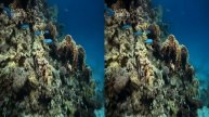 360 VR VIDEOS - 3D Ocean World: Underwater - VR Side By Side SBS Google Cardboard VR Box 2021
