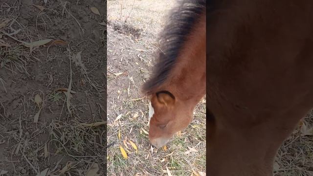 🐴 Забавные приключения жеребенка Марии: прекрасные моменты! 🌼6