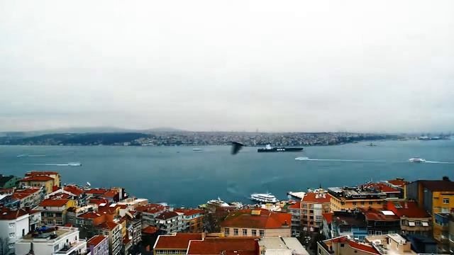 Maroon bosphorus