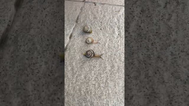 Гонка равликів ,,, Snail race ,,, 蝸牛比賽