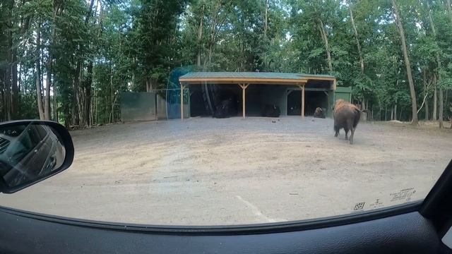 today we visit a drive-thru safari and zoo in natural bridge, VA.