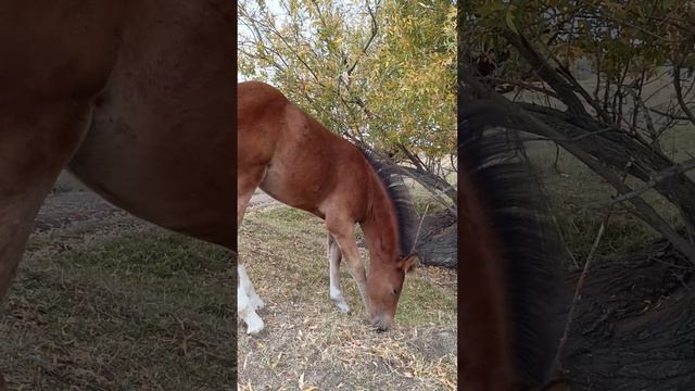 🐴 Забавные приключения жеребенка Марии: прекрасные моменты! 🌼9