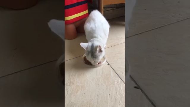 Кормим кота.