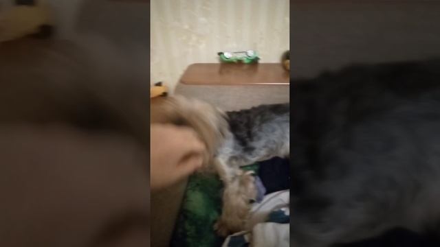 йорк ругается