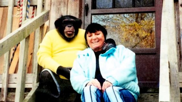 Джек Краймер. Что будет если завести дома 100 килограммового шимпанзе.