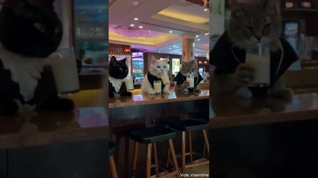 Кошачий клуб