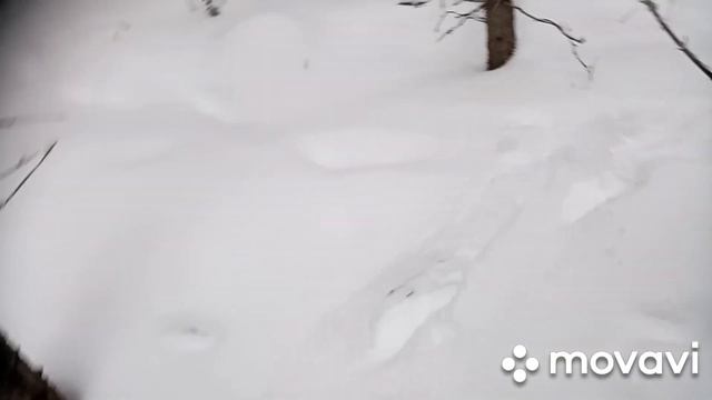 Проверка капканов на куницу. Новогодний подарок.