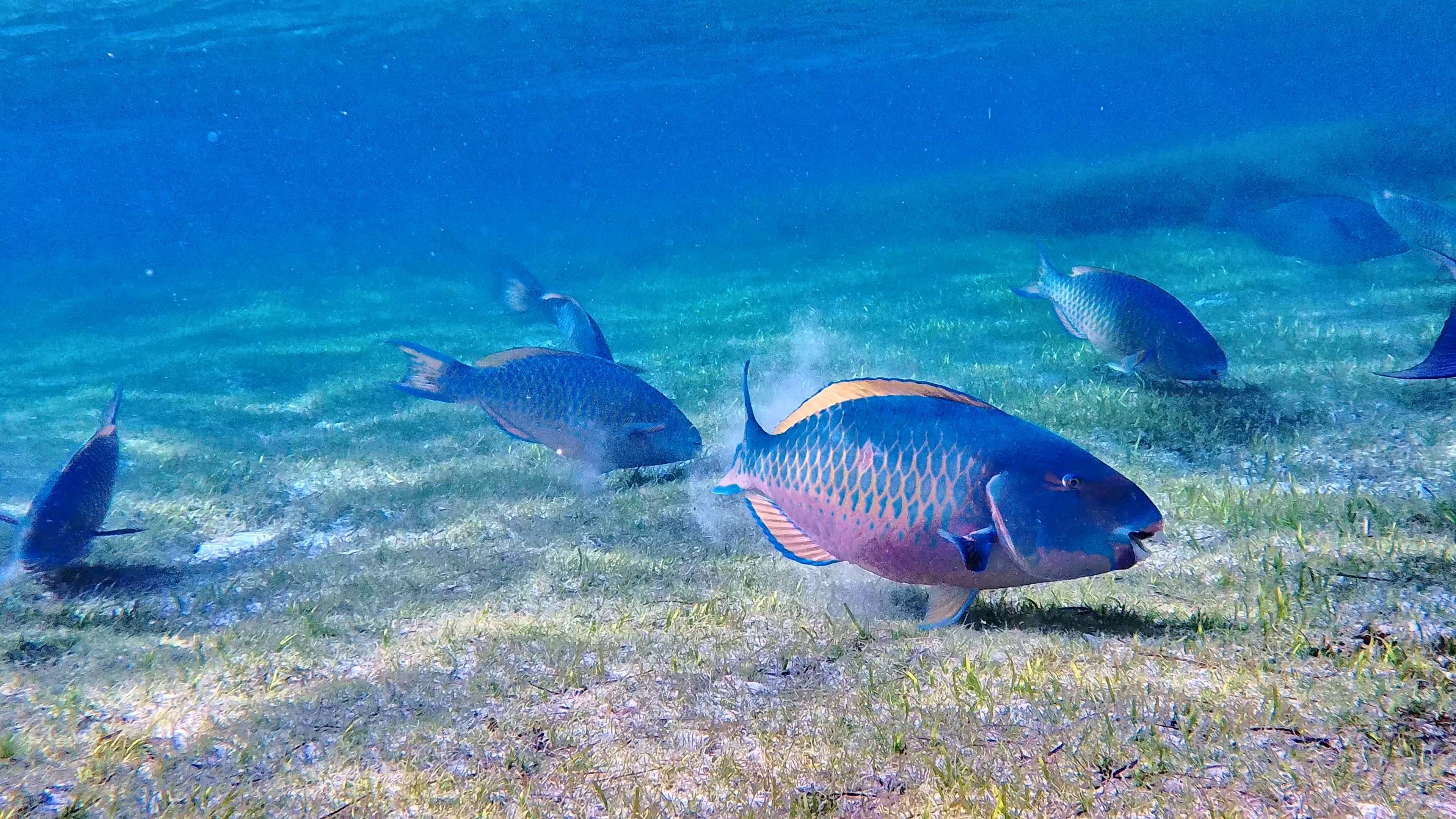 Акула и Parrotfish Мальдивы 4K