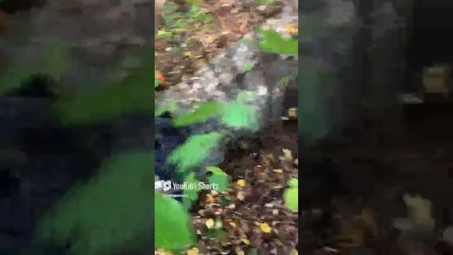 Сокращение в кустах.