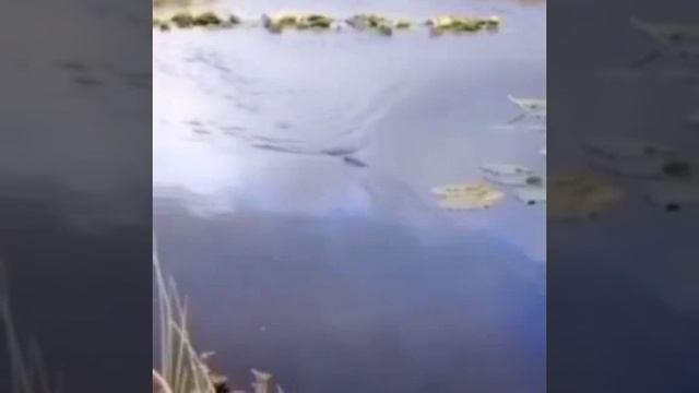 Рыбы тут 🙂↔️