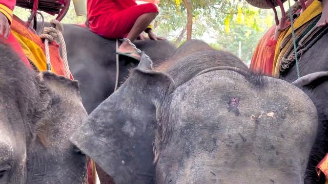 Elephants Hit With ‘Bull Hooks’ In Thailand