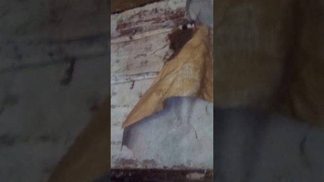 Ласточки свили гнездо